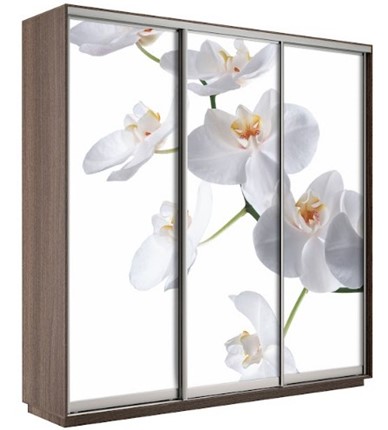Шкаф 3-х створчатый Экспресс 1800х600х2200, Орхидея бела/шимо темный в Твери - изображение