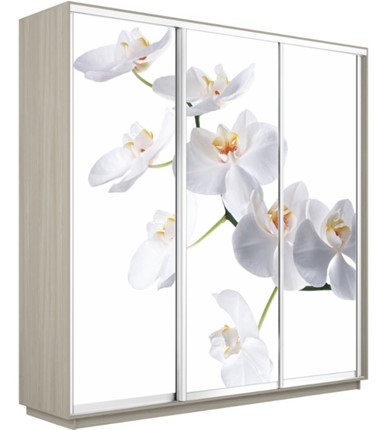 Шкаф Экспресс 2400х600х2400, Орхидея белая/шимо светлый в Твери - изображение